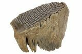 Fossil Woolly Mammoth Molar - Siberia #235040-3